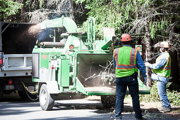 Best Tree Health Inspection  in Mcrae Helena, GA